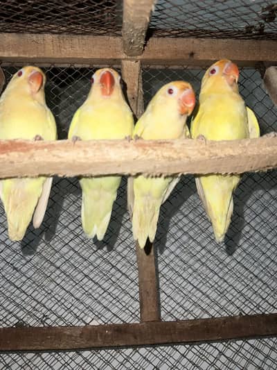 Cremino love bird with cage