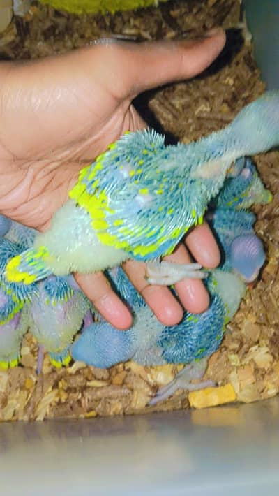 ringneck and pahari chicks