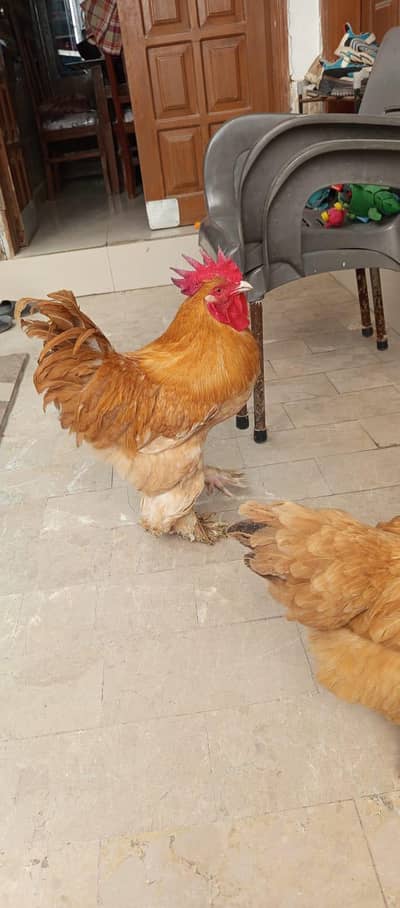 Golden Heavy Buff and Black Polish Breeder Pair