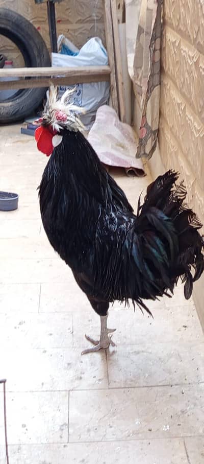 Black Polish breeder Pair