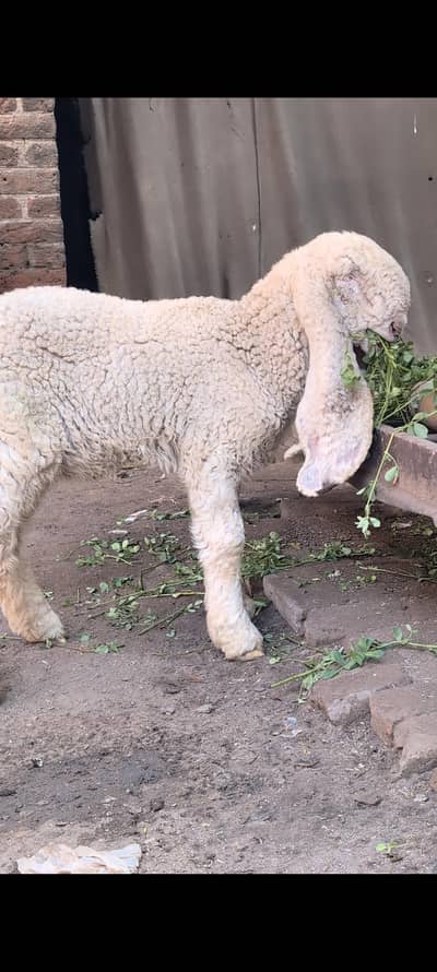 kajli female heavy bone structure