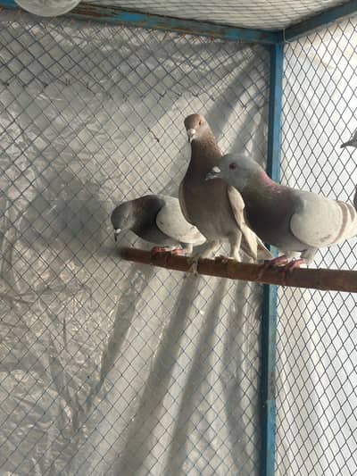 Droves available for sale ready for  bread