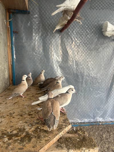 Breeder Doves