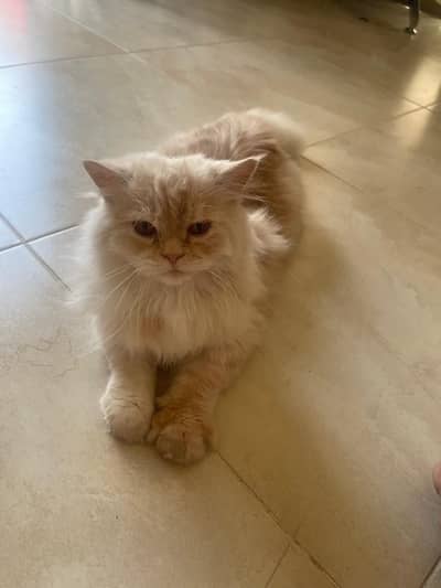 Persian cat