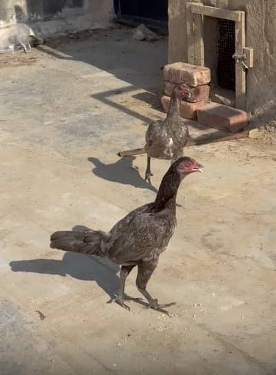 Blue Thai (salati ) Murgi