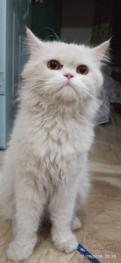 jack pinchface male 12 month and Bila  dollface female 7 month