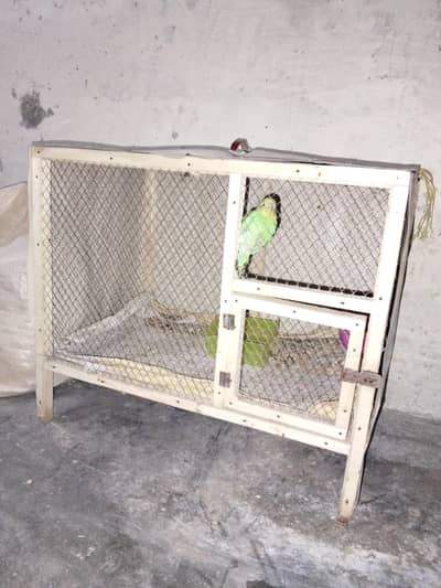 Australian Parrots lWith New Cage