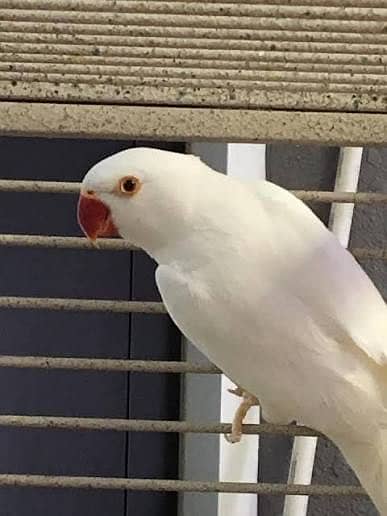 White female for sale