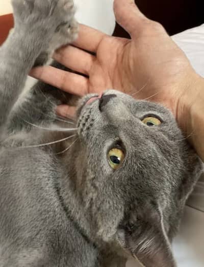 British Shorthair Male