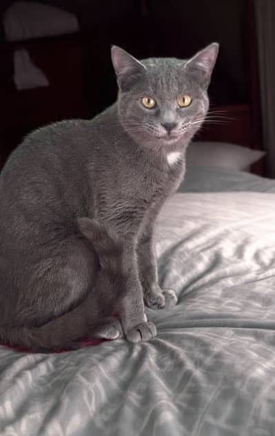 British Shorthair