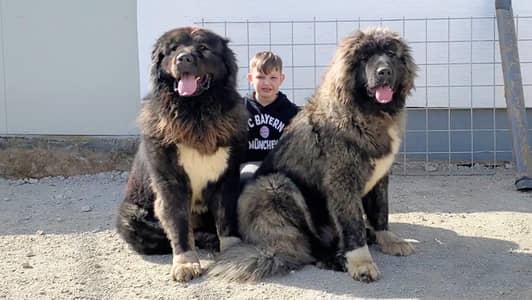 Caucasian Shepherd puppies