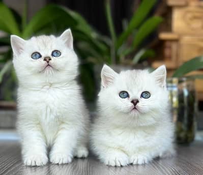 British Shorthair kitten