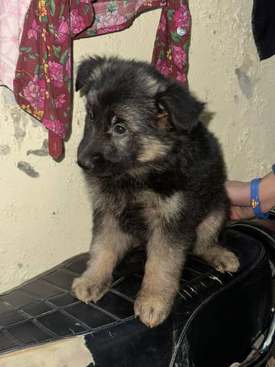 German Shepard female available