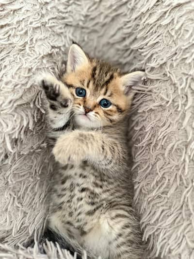 British shorthair kittens
