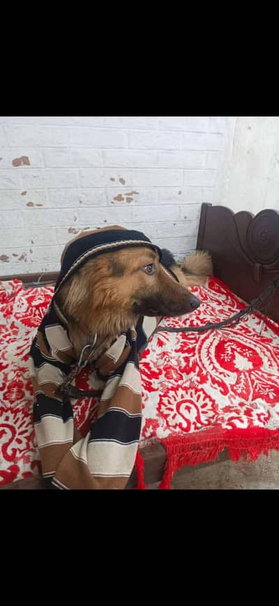 German Shepherd Pure Breed