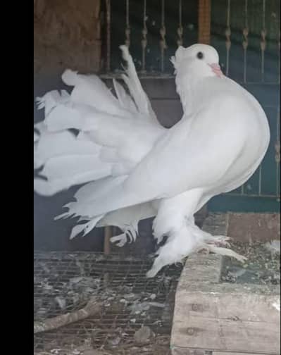 Laky kabootar Male & female Sale