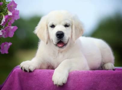 Golden Retriever puppies