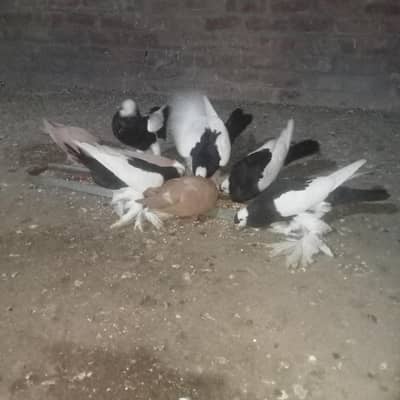 Reversing & yellow joggy pairs