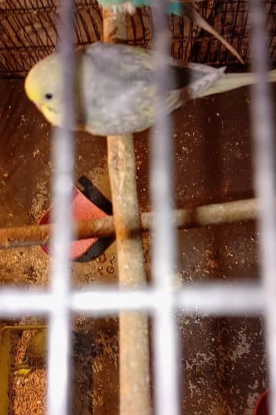 Rainbow spangle chicks pair