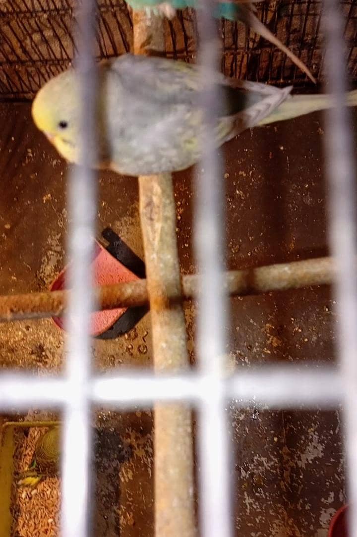 Rainbow spangle chicks pair 0