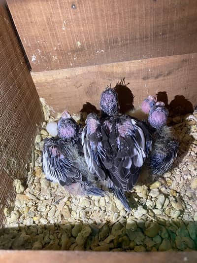 Cocktaile chicks