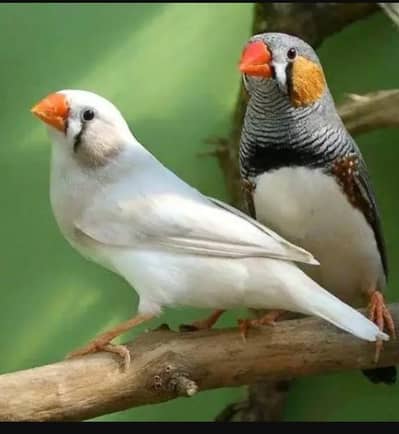 zabra finch + silver java