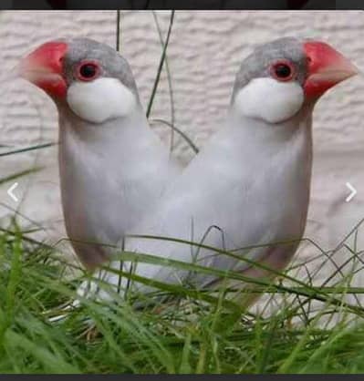 silver java and shamoo egg