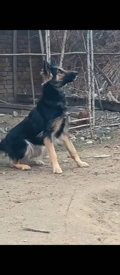 German Shepherd male dog for sale