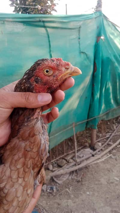 Aseel murgi with 2 Chicks