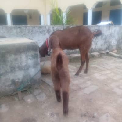 Goats for sale with female baby