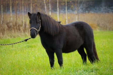 female pony