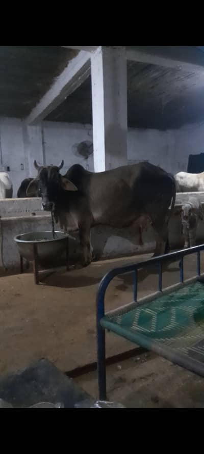 doudh wali cow