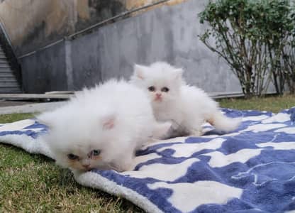 tripple coated persian kitten