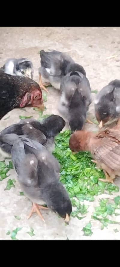 Aseel hen with chicks in good Quality available