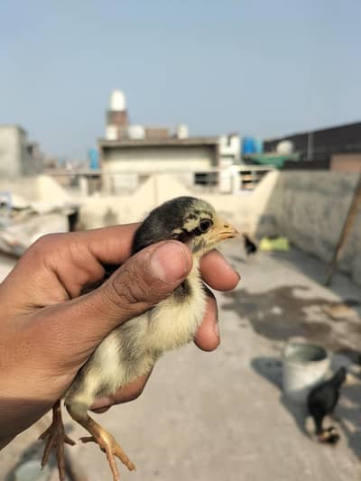 premium quality chicks vait+burmi+aseel chick bumper offer loot lo