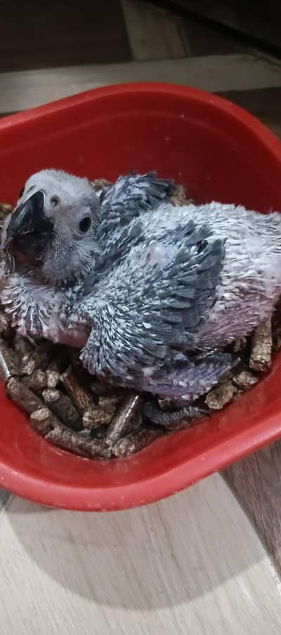 grey parrot chick available  karachi breed