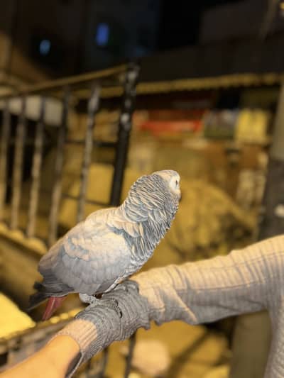 African Cango Grey Parrot