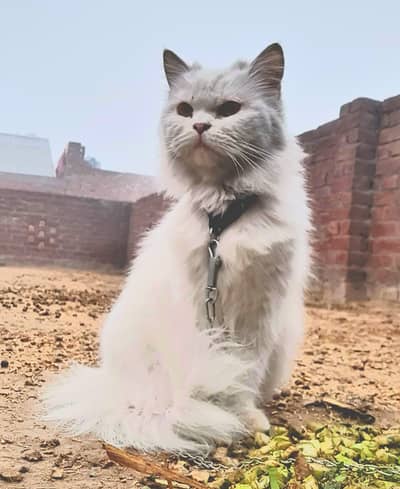 white persian cat so beautiful  female