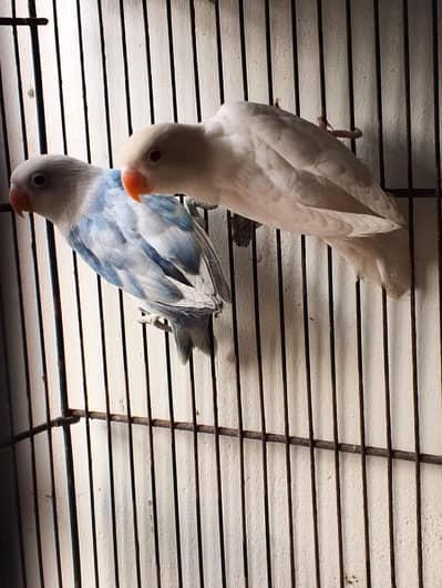 Albino red eyes x blue pied patha pair