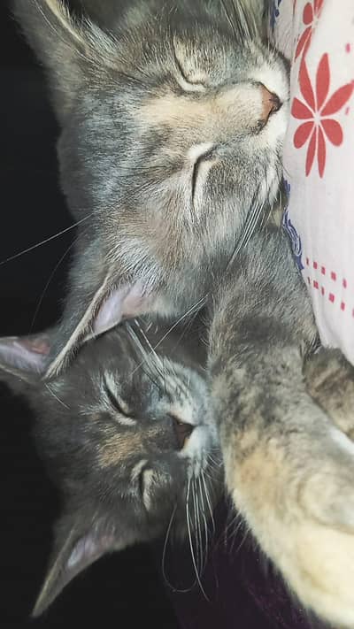 British Longhair Female Kittens (4 Months Old)