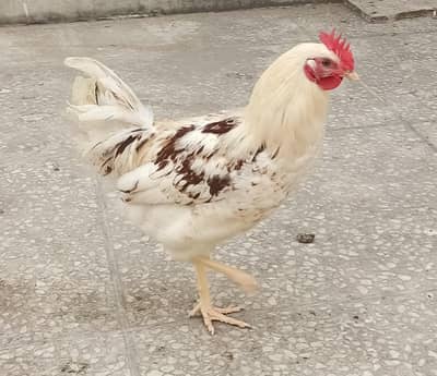 lohmann brown rooster murga for salle