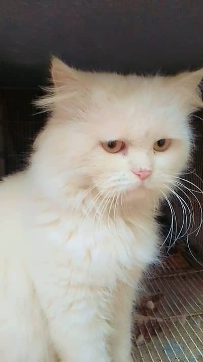 Persian cat pair hai triple coated 8500 fnf