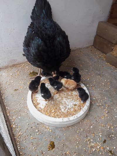 mushka or mianwali chicks