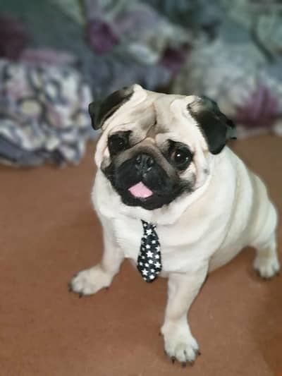 Beautiful and healthy pugs puppies