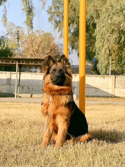 German Shepherd Female For Sale