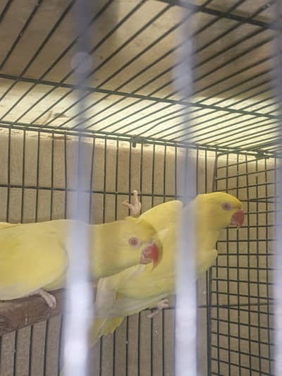 Yellow Red eyes Parrots pair