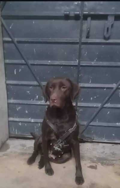 Labrador Female Exchange