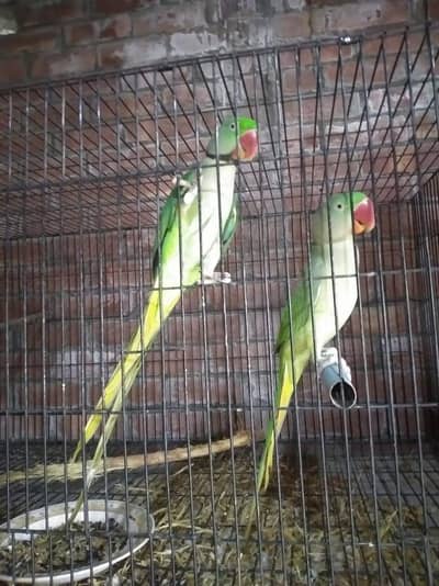 raw parrot pair