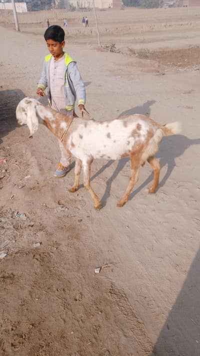 ghaban desi bakri