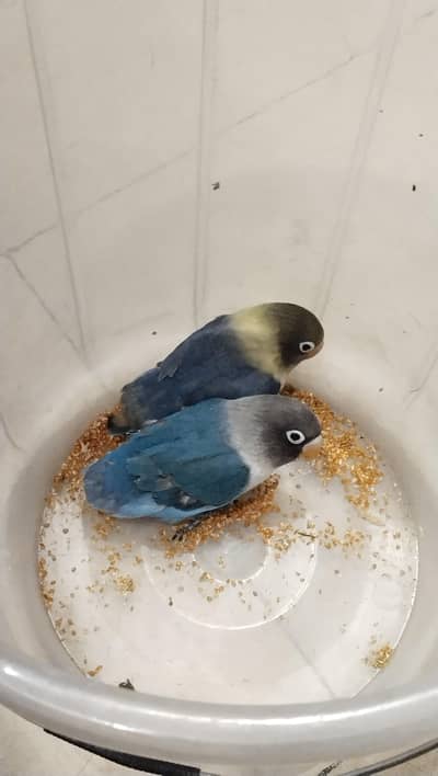 lovebird chicks 3 months